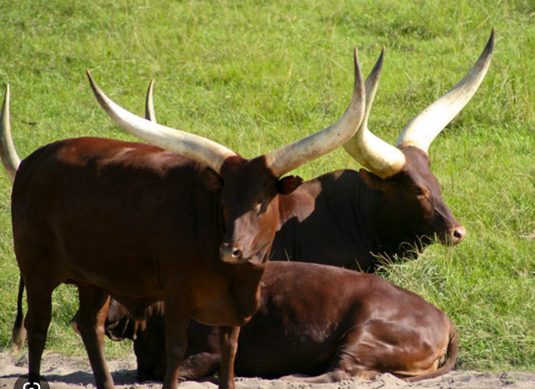 Earrings Ankole hoops